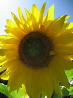 /album/fotogallerij/a2012-07-26-15-42-28-0279-jpg/
